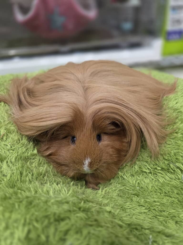 なんて奇麗な毛