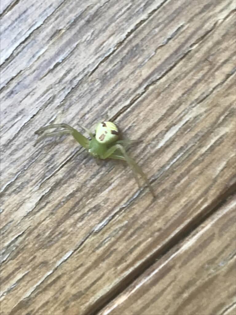 妻の顔そっくりの背中の模様を持つハナグモ