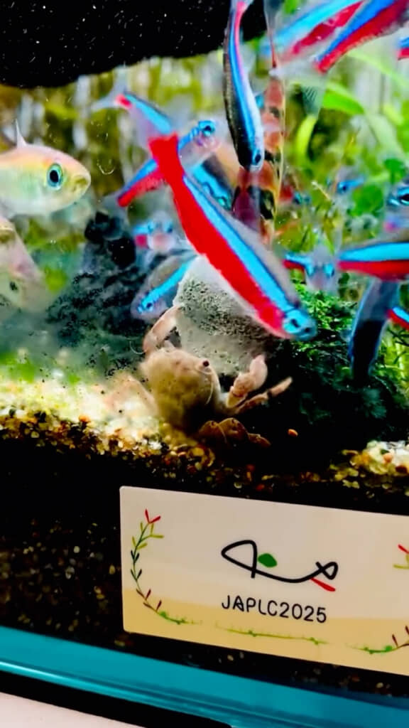 水槽の中にはカラフルな熱帯魚たちが集合！