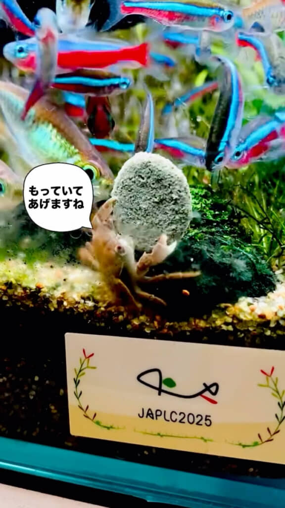 カニが魚に餌をあげている……？