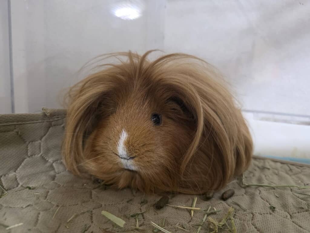 ボサボサ＝ワイルド感UP