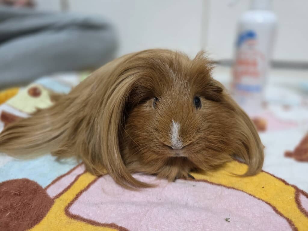 違う髪型もまたステキ