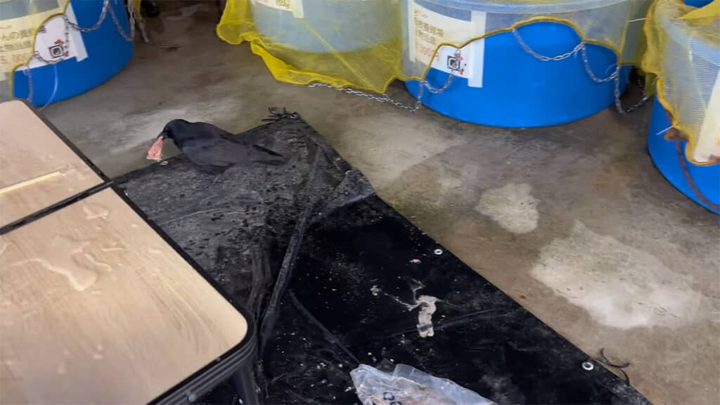 本気で逃げようとしていないように見えます