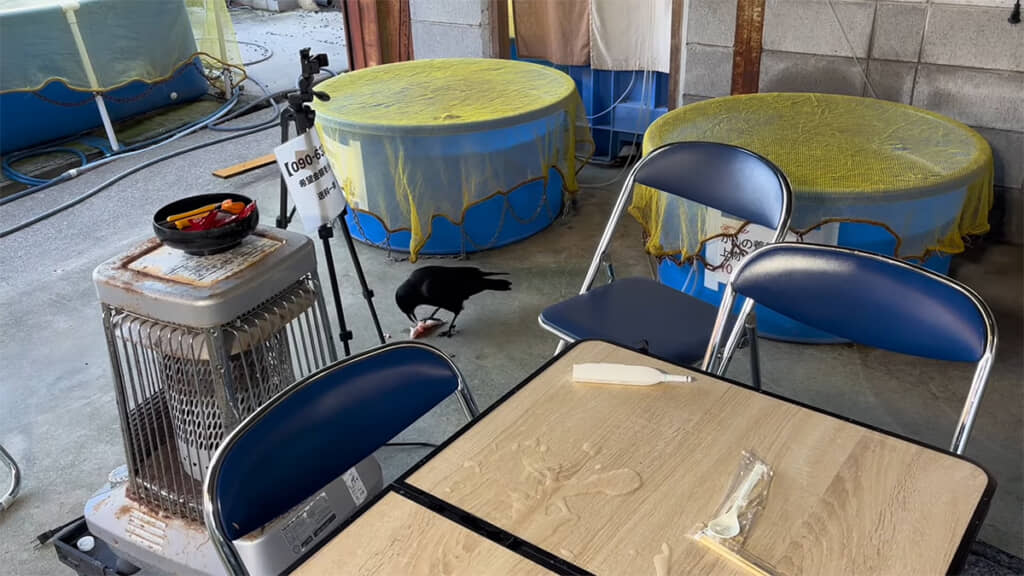 3万円の錦鯉を襲ったカラスは