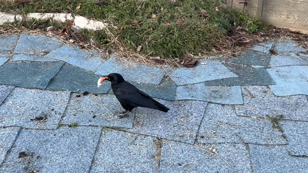 錦鯉をくわえて悠々と去っていきました