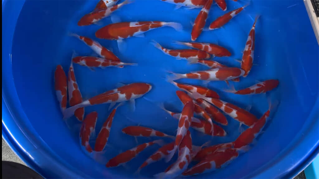 岡山桃太郎鯉の錦鯉から紹介します