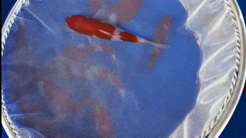 まずはお手頃な1500円の錦鯉から