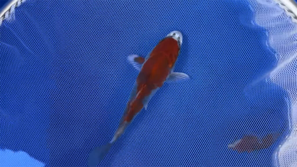 坂牧養鯉場の金昭和