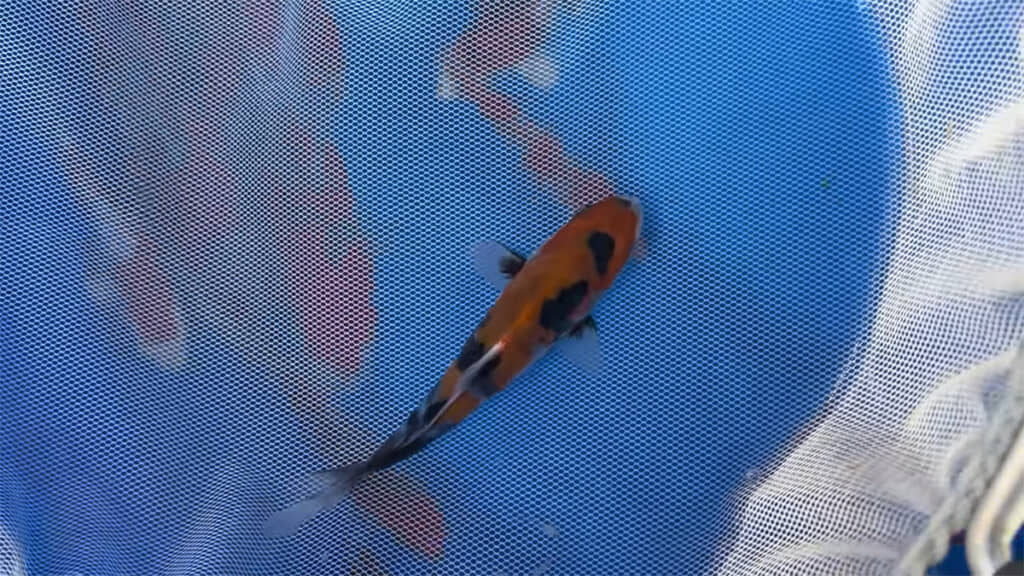 かんの養鯉場のドイツ昭和