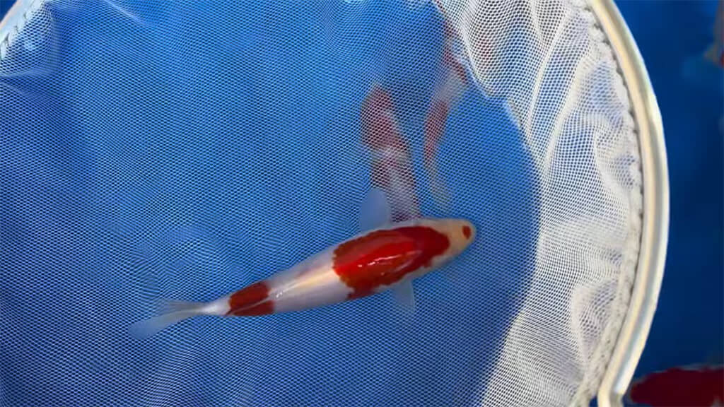 イベント用に選んでくれたという近藤養魚場の錦鯉