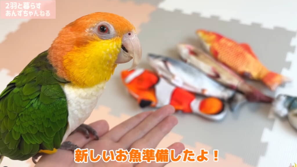 新しい魚を新調