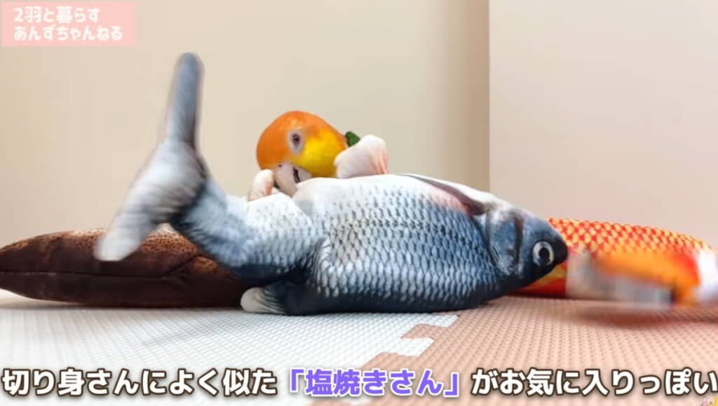 4匹同時にぺちぺち、塩焼きさんが気に入ったみたい