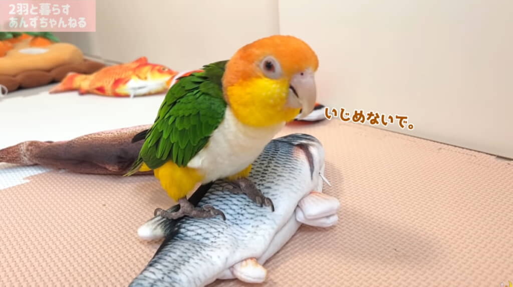 動かなくなった塩焼きさんを守っているようです