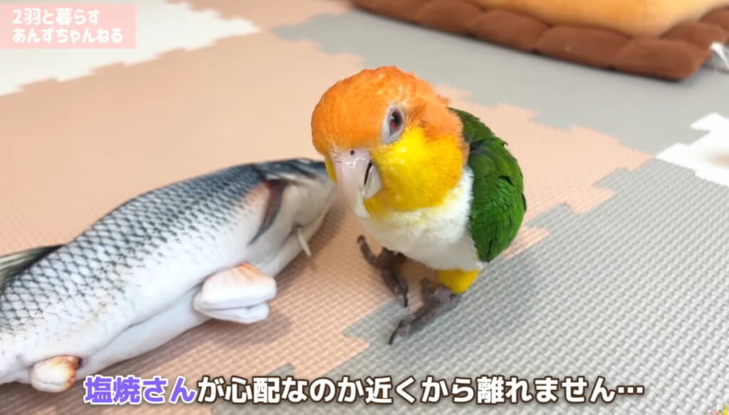 心配そうなとろろちゃん