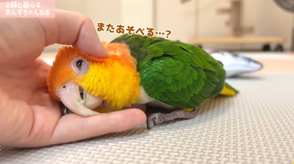 飼い主さんになぐさめてもらいます、かわいい……
