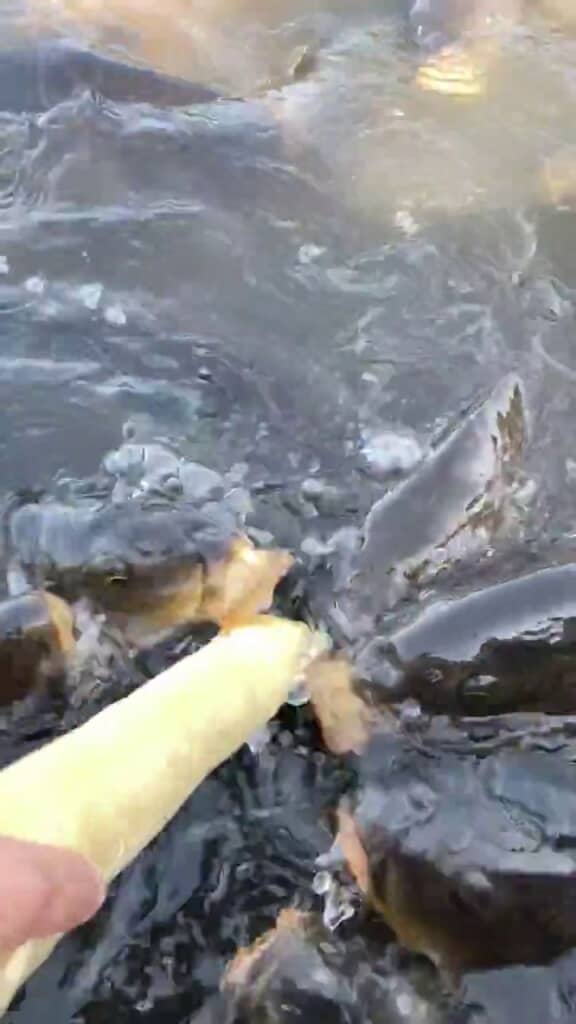 多数のコイが一斉にかじりつく様子