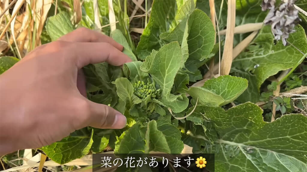 春の風物詩である菜の花を発見