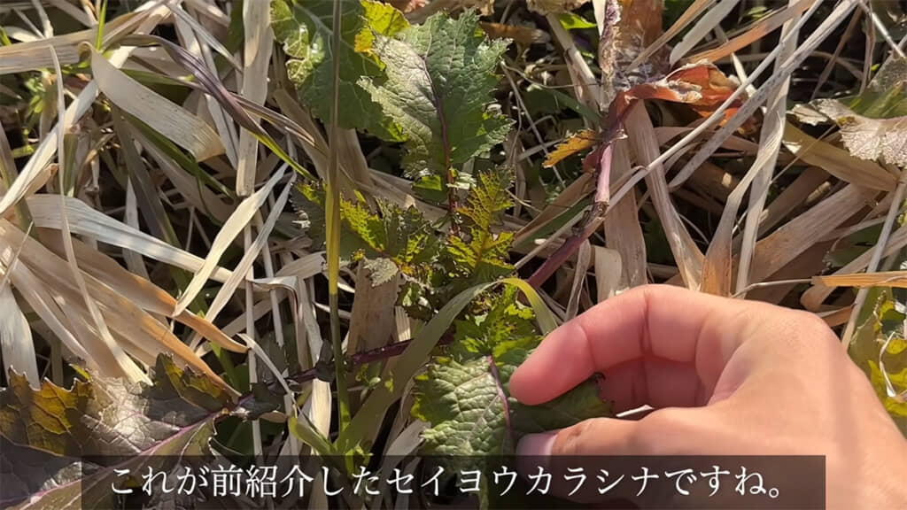 実は外来植物であるセイヨウカラシナ