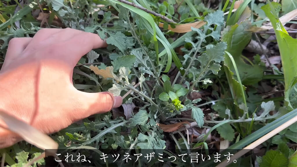 ヨモギの代用になるらしいと噂のキツネアザミ