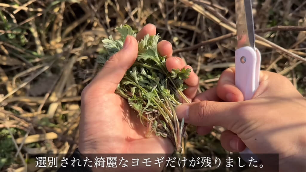 まだ小さめのヨモギも発見