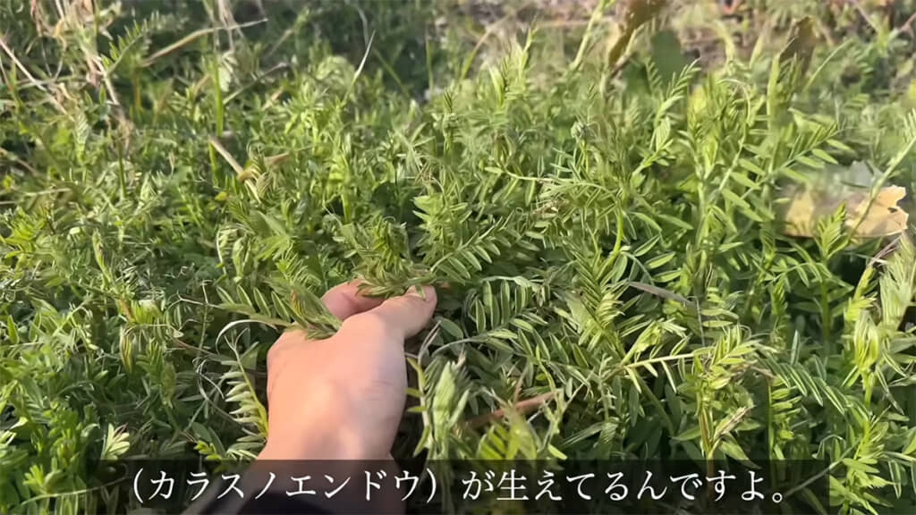 ヤハズエンドウは豆らしくておいしいとのこと