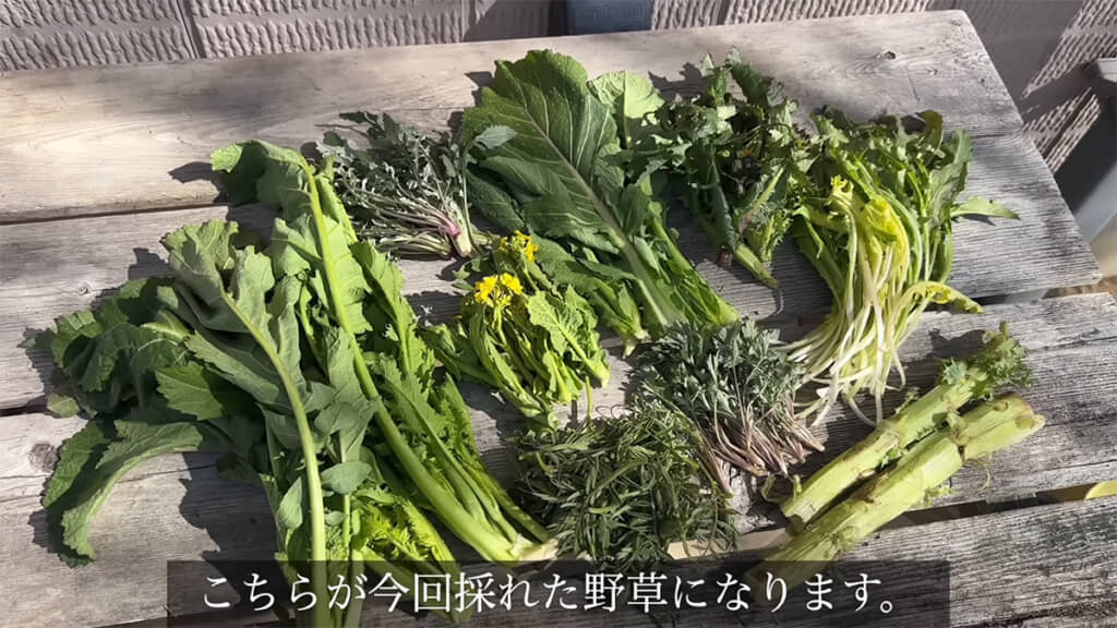 野草をたっぷりと採取してきました