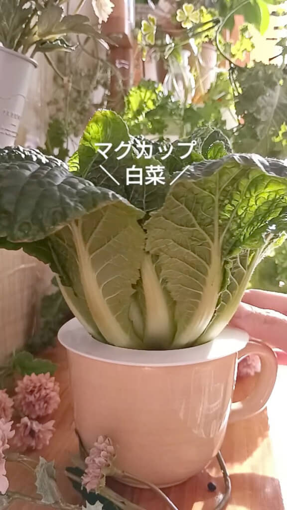 2カ月後、立派な白菜が!
