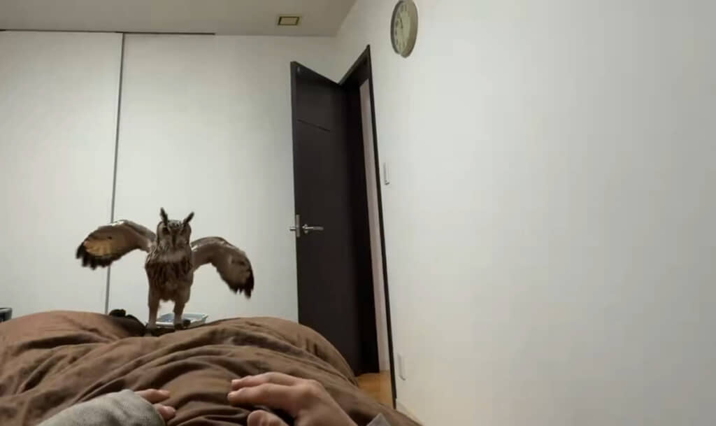 ベッドに乗るアルマさん