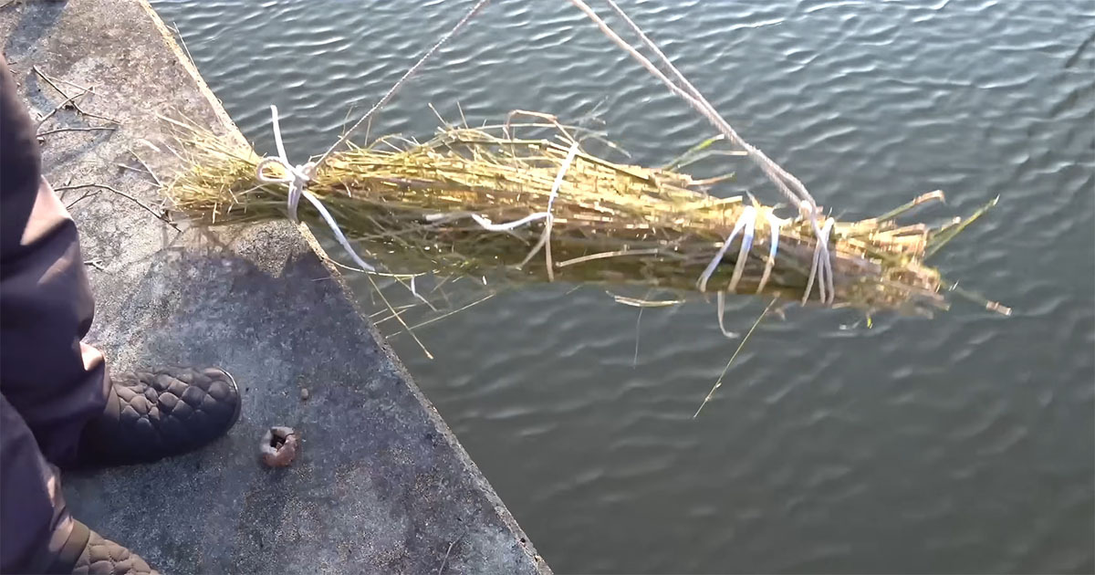 竹を束ねただけの罠→川に仕掛けて1週間後……　出てきた生き物に「最高ですね」「楽しすぎる」（1/3） | その他生き物 ねとらぼ