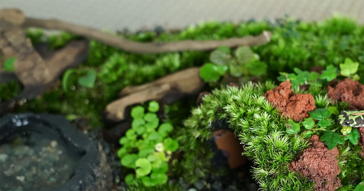 箱の中に生い茂った植物とコケ→紛れ込んでいるのは…… まさかの正体に「こんな綺麗な色の子がいるんや」「幸せでしょうね」(1/3) | その他生き物 ねとらぼ