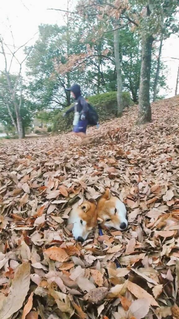 見事な隠れ身の術を披露！