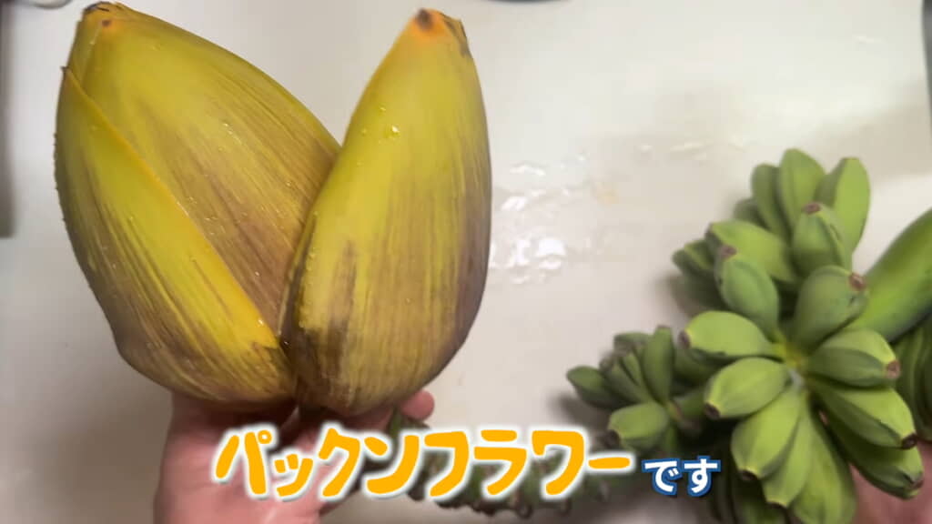 『スーパーマリオ』のパックンフラワーのようなビジュアル