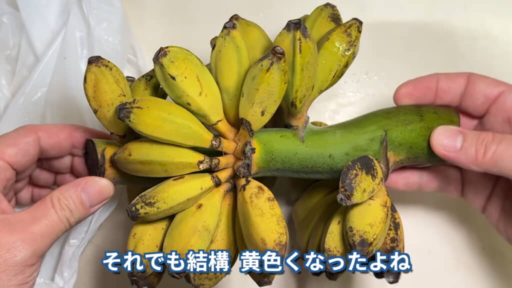 だいぶ黄色くなった