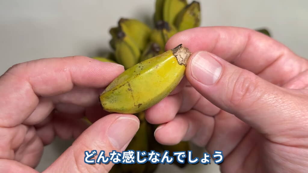 1つが親指くらいの大きさ