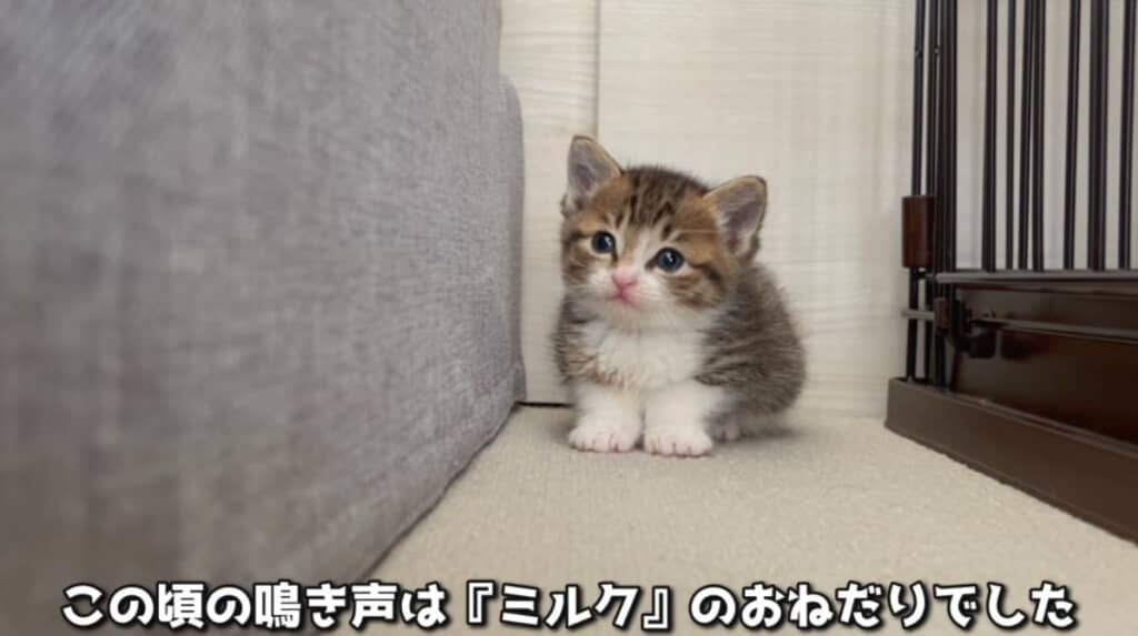 ミルクが大好きな子猫