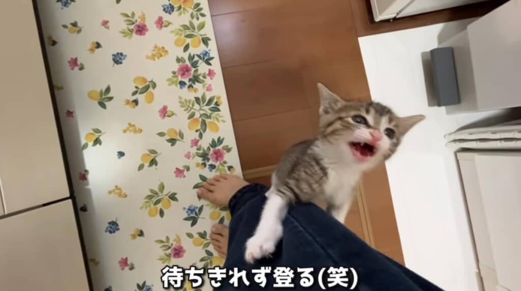 足に登っておねだり