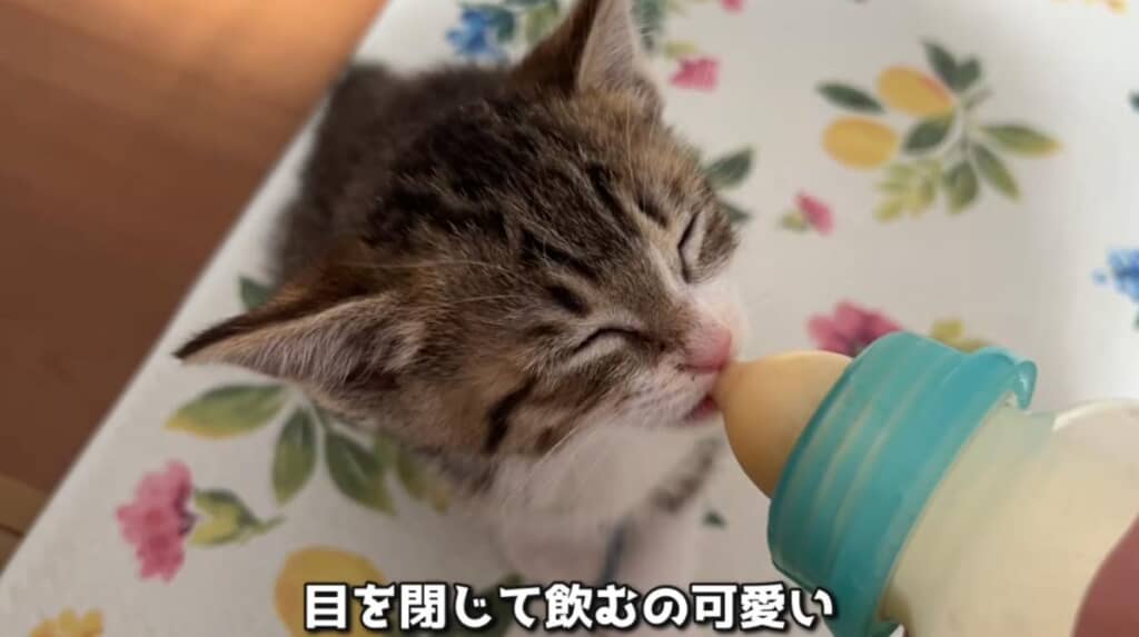 ミルクを飲むとき、目をつむるクセが愛おしい