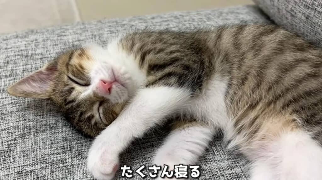 たくさん食べて寝て、すくすくと育っていきました