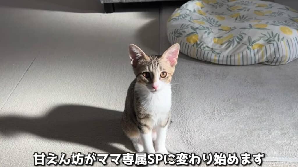 ムーンくんはママさんを守る専属SPへと変わり始めます