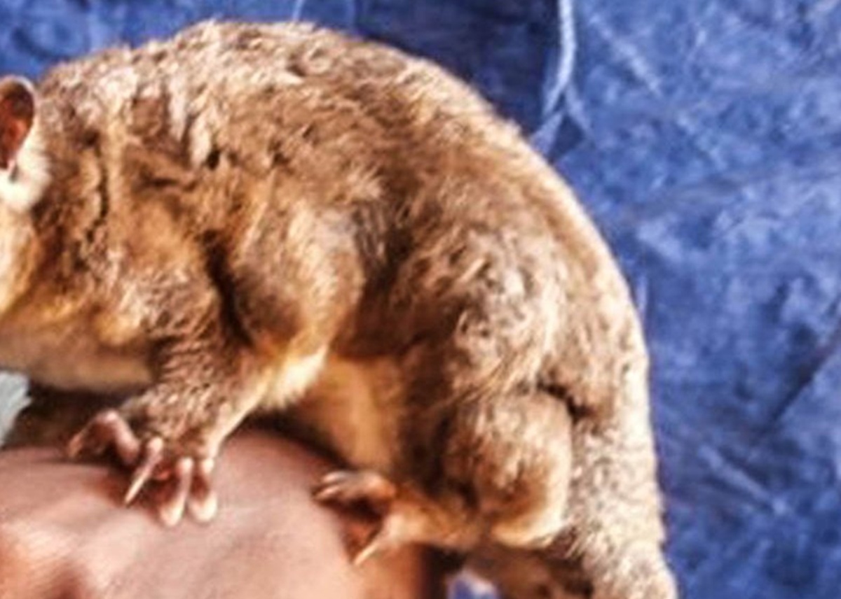 6000年前に絶滅した「哺乳類」が生きていた――　ニューギニアの密林で奇跡の再発見【海外】 | IT・科学 ねとらぼ