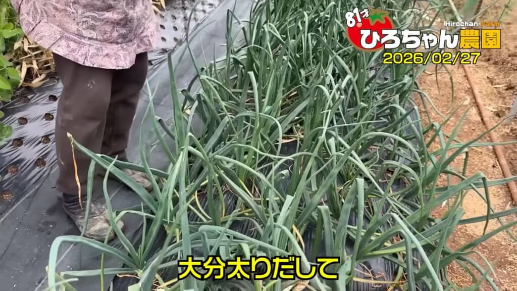 株元が太りだした中晩生品種のタマネギ