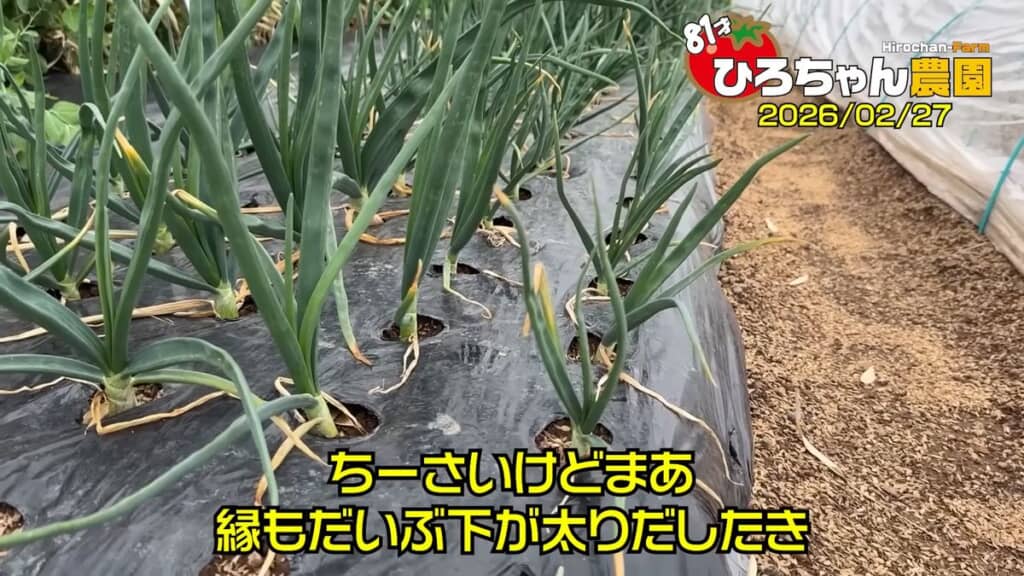 縁の方は小さいが大半は大きく育っている早生品種のタマネギ