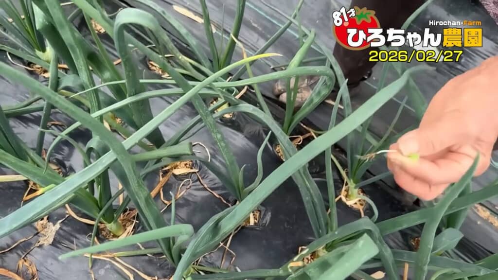 タマネギ畑から取り除いた雑草
