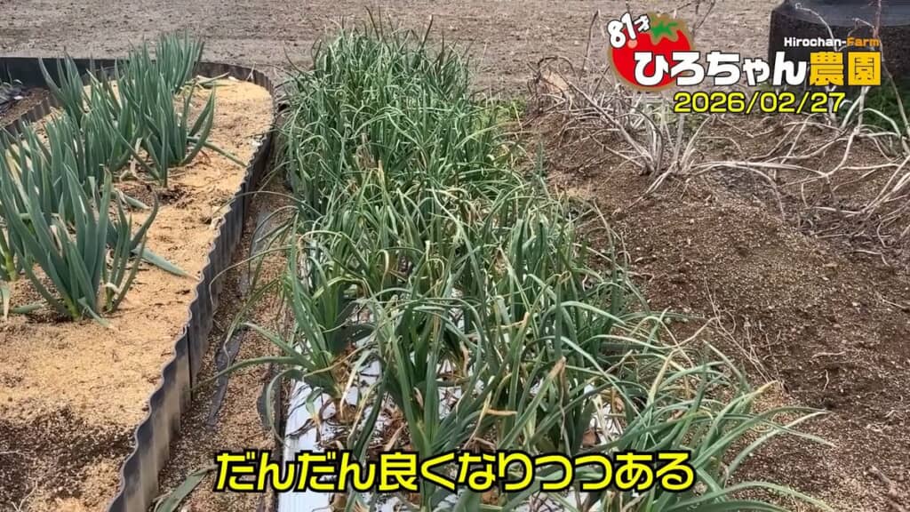 持ち直して緑色の葉を生やしているホーム玉ねぎ