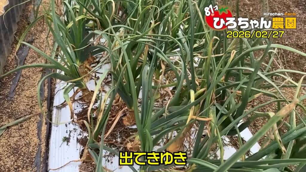 株元が見事に太っているホーム玉ねぎ