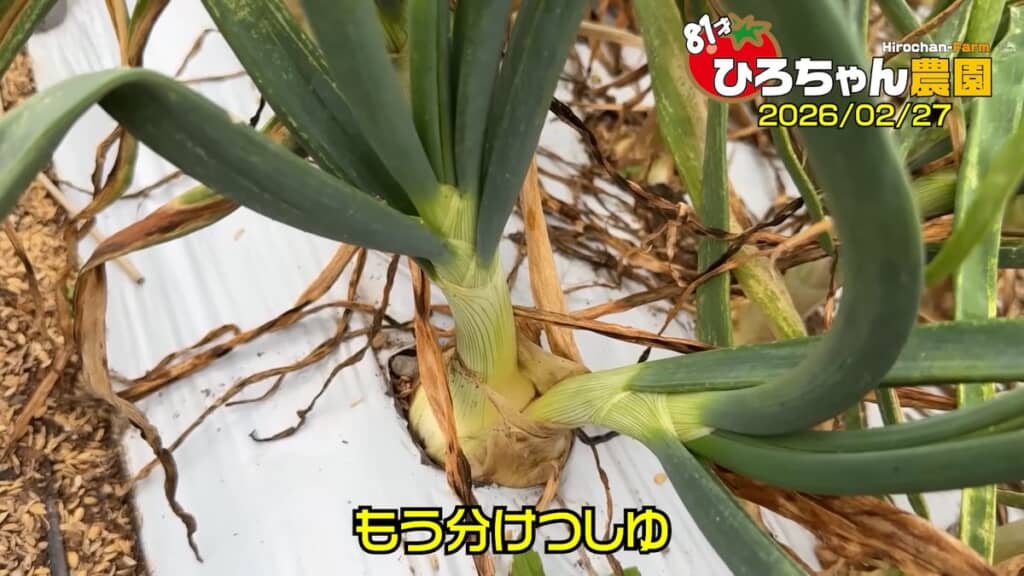 分げつして2株に増えようとしているホーム玉ねぎ