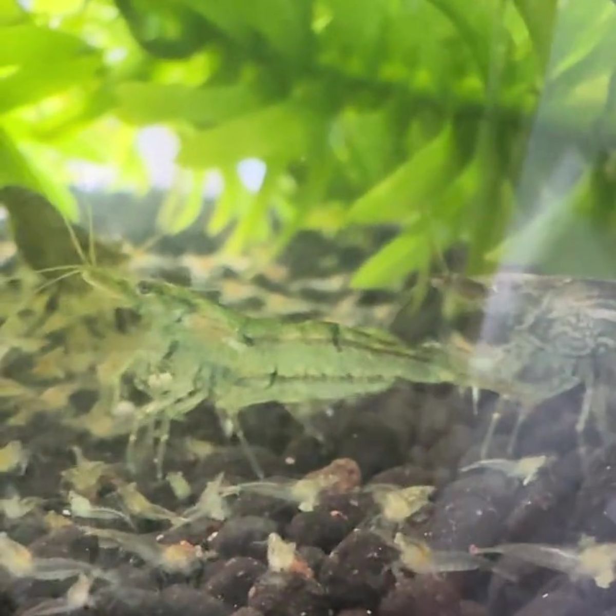 エビ20匹をお迎え→2カ月後、水槽をのぞくと……　「うわーーーー！」想定外の事態に「エグいですね」「なんでだろ？」 | その他生き物 ねとらぼ