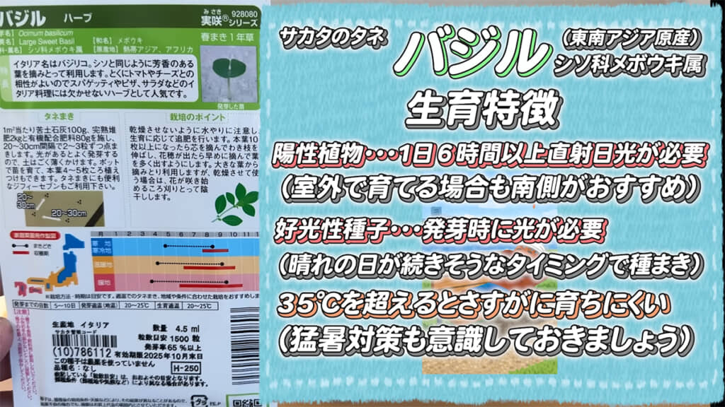バジルはとにかく生命力の強い植物です