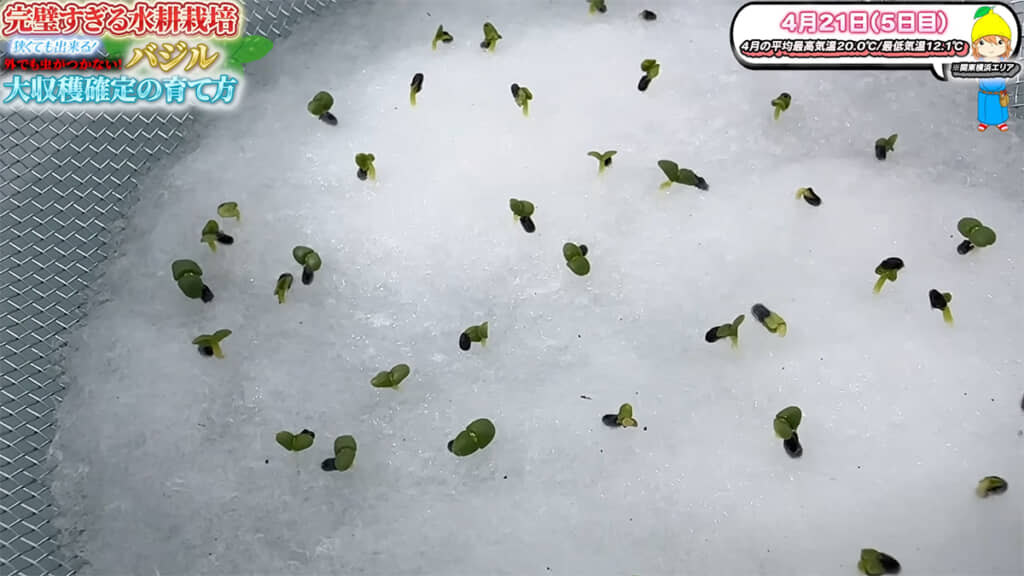 種まき5日後に発芽しました