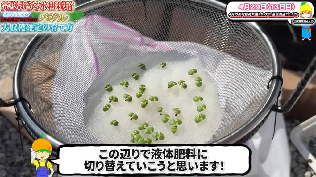 栽培13日目には水を液体肥料に切り替え